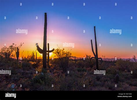 Saguaro Cactus Sunset Rare Large Saguaro Cactus In The Sonora Desert