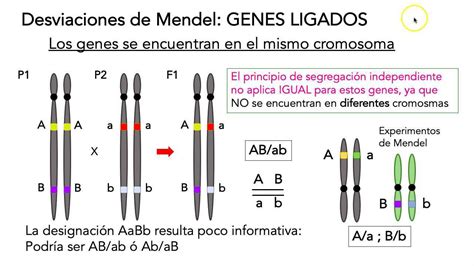 Genes Ligados