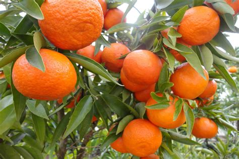 Mandarina Satsuma Owari | The Golden Fruits