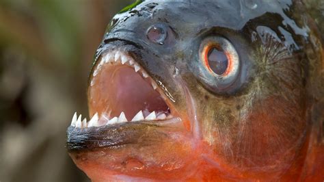 Piranha Der Raubfisch Aus Südamerika Dokumentation Youtube