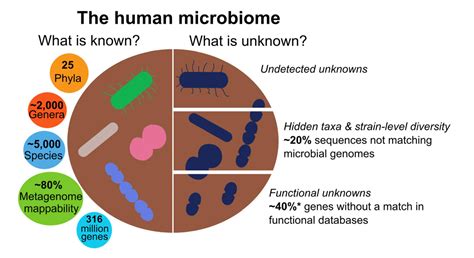 The Knowns And Unknowns Of The Human Microbiome