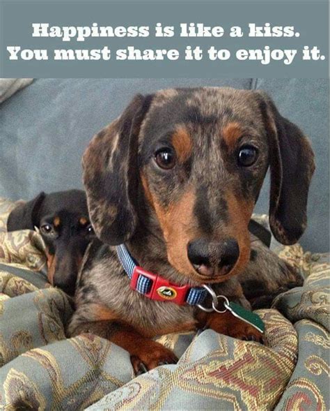 Happiness Dachshund Quotes Dachshund Funny Quotes Funny Dachshund