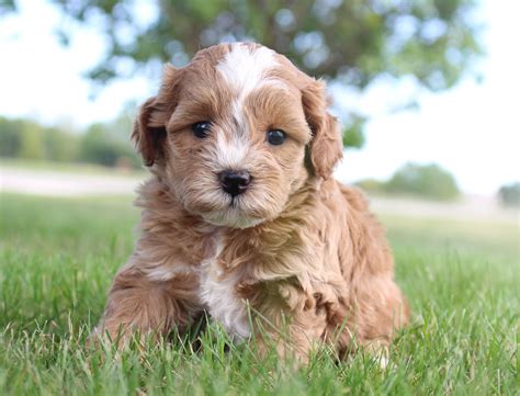 Cavapoo Puppies For Sale Under 1000