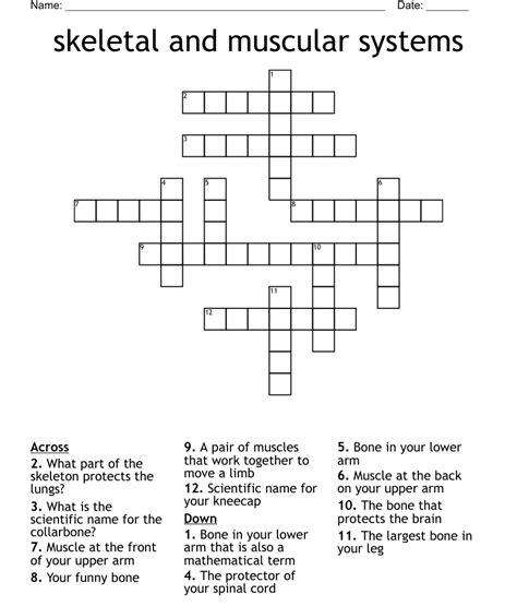 Skeletal And Muscular Systems Crossword Wordmint