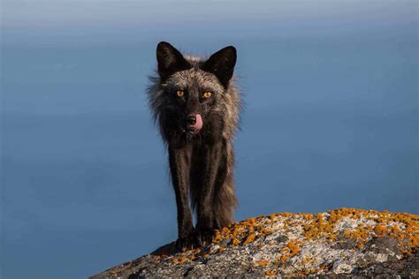 25 Awesome Wolf Wallpaper Pictures Photos And Images