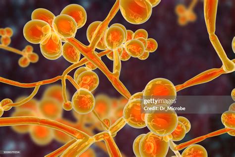 Candida Auris Fungi Emerging Multidrug Resistant Fungus High Res Stock