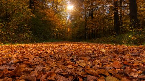 Forest Path Covered By Dry Autumn Leaves And Sunbeam Through Trees 4k Hd Nature Wallpapers Hd