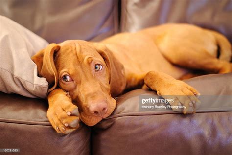 The vizsla breed originates from hungary and were bred by the magyar tribe for hunting, companion dogs of the early warlords and barons vizsla puppies for sale. Lazy Hungarian Vizsla Puppy Dog Stock Photo | Getty Images