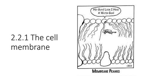 Uec Senior 1 Biology 独中高一生物 2 2 1 The Cell Membrane Ppt