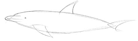 Delphin zeichnen - Imagui