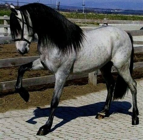 Andalusian Cute Horses Pretty Horses Horse Photos Horse Pictures