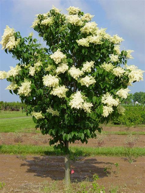 Syringa Reticulata Japanese Tree Lilac Zone 4 H 20 30ft S 15 25ft Comes In White Lilas Du