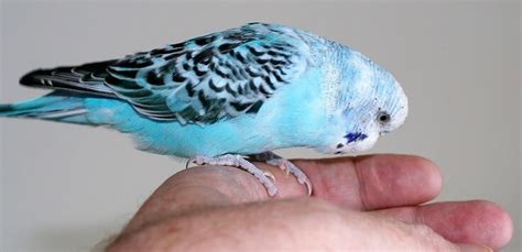 500 Most Popular Names For Budgies For Boys And Girls Petpress
