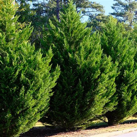 Cyprus Pine Golden Italian Cypress Tree For Sale The Tree Center