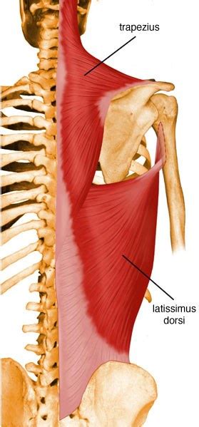 Latissimus Dorsi Anatomy Orthobullets