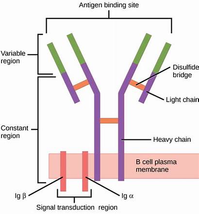 Receptor Cell Antibody Figure Biology Difference Between