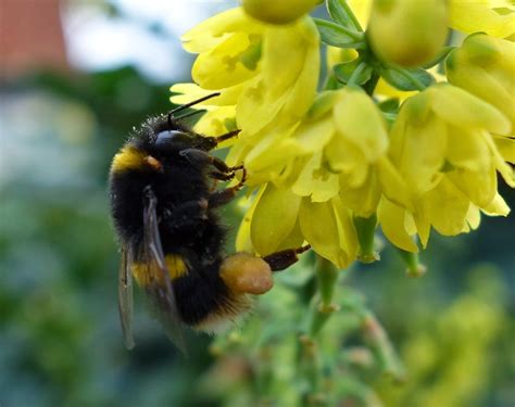 Urban Pollinators Mahonia A Magnificent Magnet For Winter Active