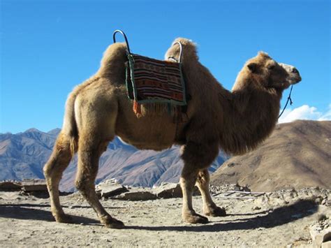 But that hump didn't originate in the desert, but rather in the arctic. Camel Pictures and Facts: Bactrian Camels