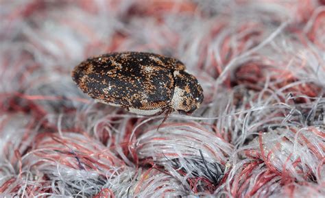 How To Get Rid Of Carpet Beetles The Home Depot