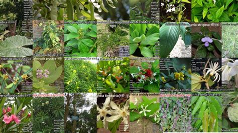 25 Best Healing Ayurvedic Medicinal Plants Uses And Descriptionindian