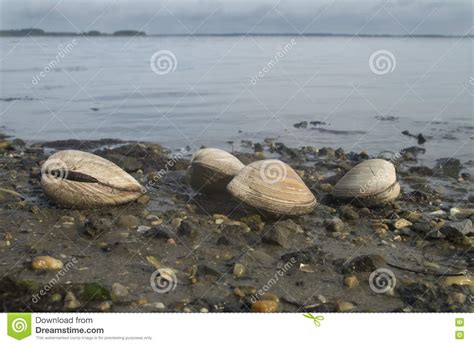 Clams At Low Tide Stock Photo Image Of Delaware Nature 81598992