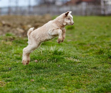 Baby Goat Jumping Stock Photo Image Of Goat Farmland 52411660