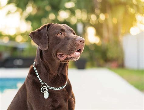 Discover how our labrador retriever guide helped thousands of people like you! Labrador Retriever Dog Breed » Information, Pictures, & More