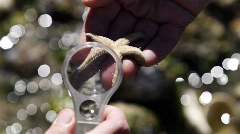 Sunflower Sea Star Nearly Wiped Out By Virus In Bc Washington Waters