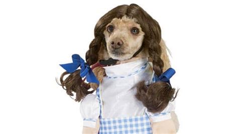 Most Popular Pet Halloween Costumes For 2011 Photos