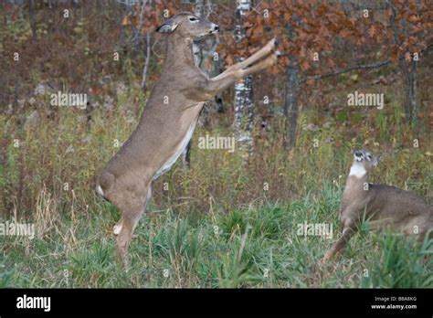 White Tailed Deer Fighting Stock Photo Alamy