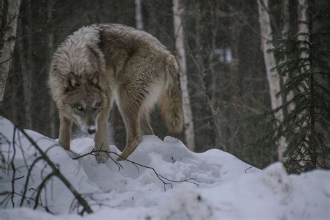 Everything Wolf Photo