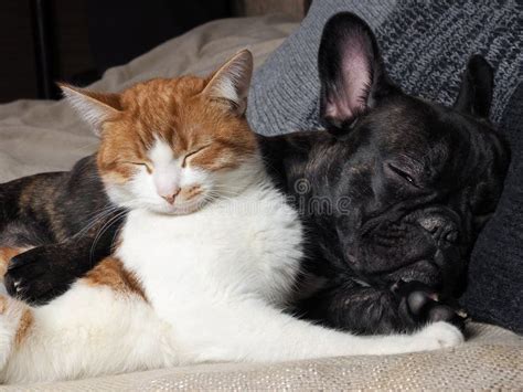 Dog And Cat Sleeping Together Cute Hugging Each Other Stock Image