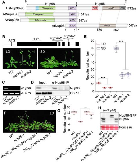 Nup96 Acts As A Negative Regulator Of Flowering In Arabidopsis A