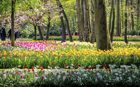 The park attracts about 900,000 visitors from around the world. Amsterdam Tulips: A Bike Tour To Holland's Keukenhof Gardens