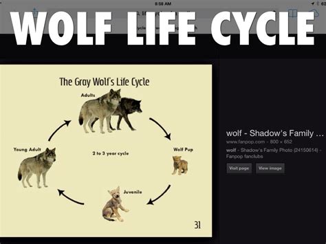 Life Cycle Of A Wolf Wolf Spider