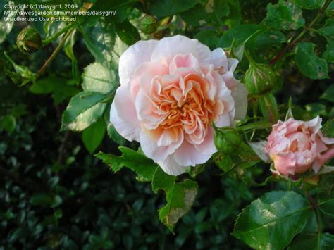 Plantfiles Pictures Hybrid Tea Rose Large Flowered Climbing Rose