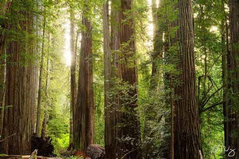 Jedediah Smith Redwoods Photo Richard Wong Photography