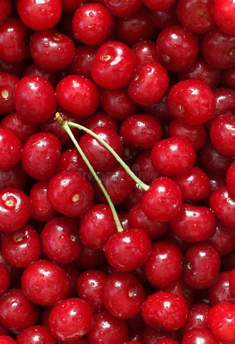 Fresh Natural Red Juicy Cherry Berries Stock Image Image Of Juicy Collected 116771753