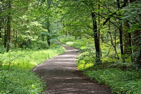 Away Forest Path Nature Free Photo On Pixabay