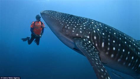 Guide To Swimming With Whale Sharks In Western Australia