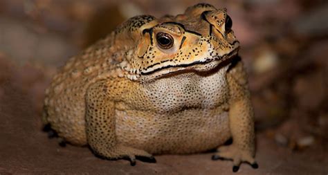 Toxic Toads Pose Threat To Madagascars Predators