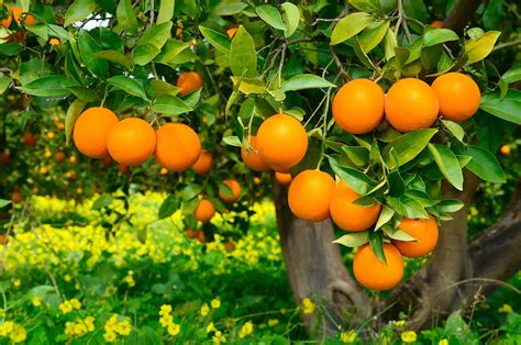 ¿qué Naranjas De Valencia Comprar De Forma Sostenible ¡cuidemos El