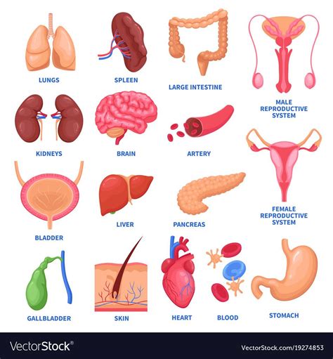 Chart Of The Body Organs