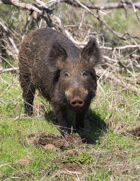 Wild Hogs At The Wichita Mountains Wildlife Refuge