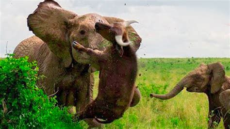 15 Times Animals Messed With The Wrong Elephant Youtube