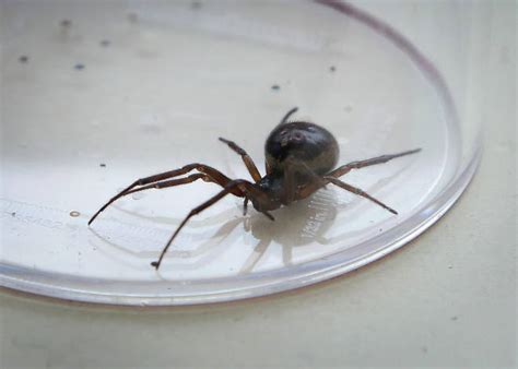 Heres How To Spot The Uks Biting Spiders As They Invade British Homes