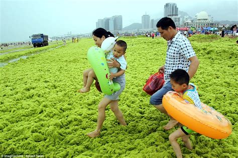 Tourists Frolic In Seaweed That Has Covered Beaches In Eastern China