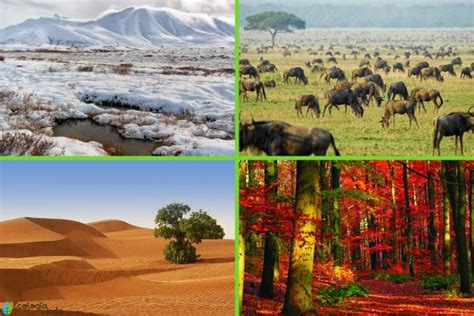 Tipos De Biomas Terrestres Caracter Sticas Ejemplos Y Fotos The
