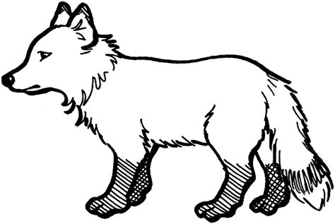 Https://tommynaija.com/coloring Page/arctic Fox Coloring Pages Printable
