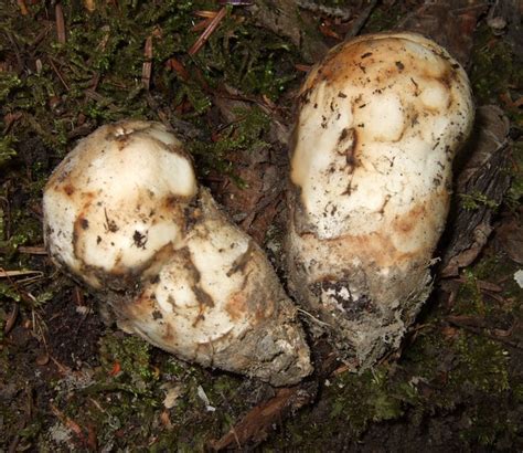 Fresh Maine Matsutake Mushroom Matsutake Mushroom Prized